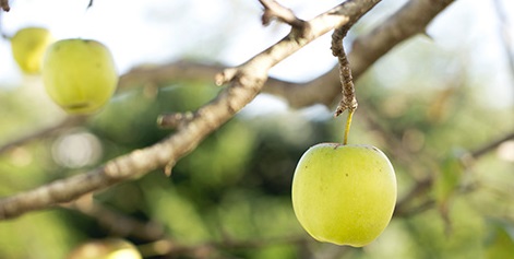 At What Stage Does your Website Bear Fruit
