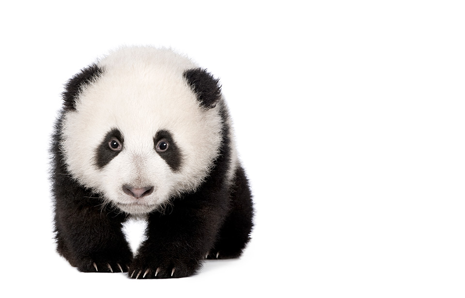 How To Improve Your Site After Google's Panda Update